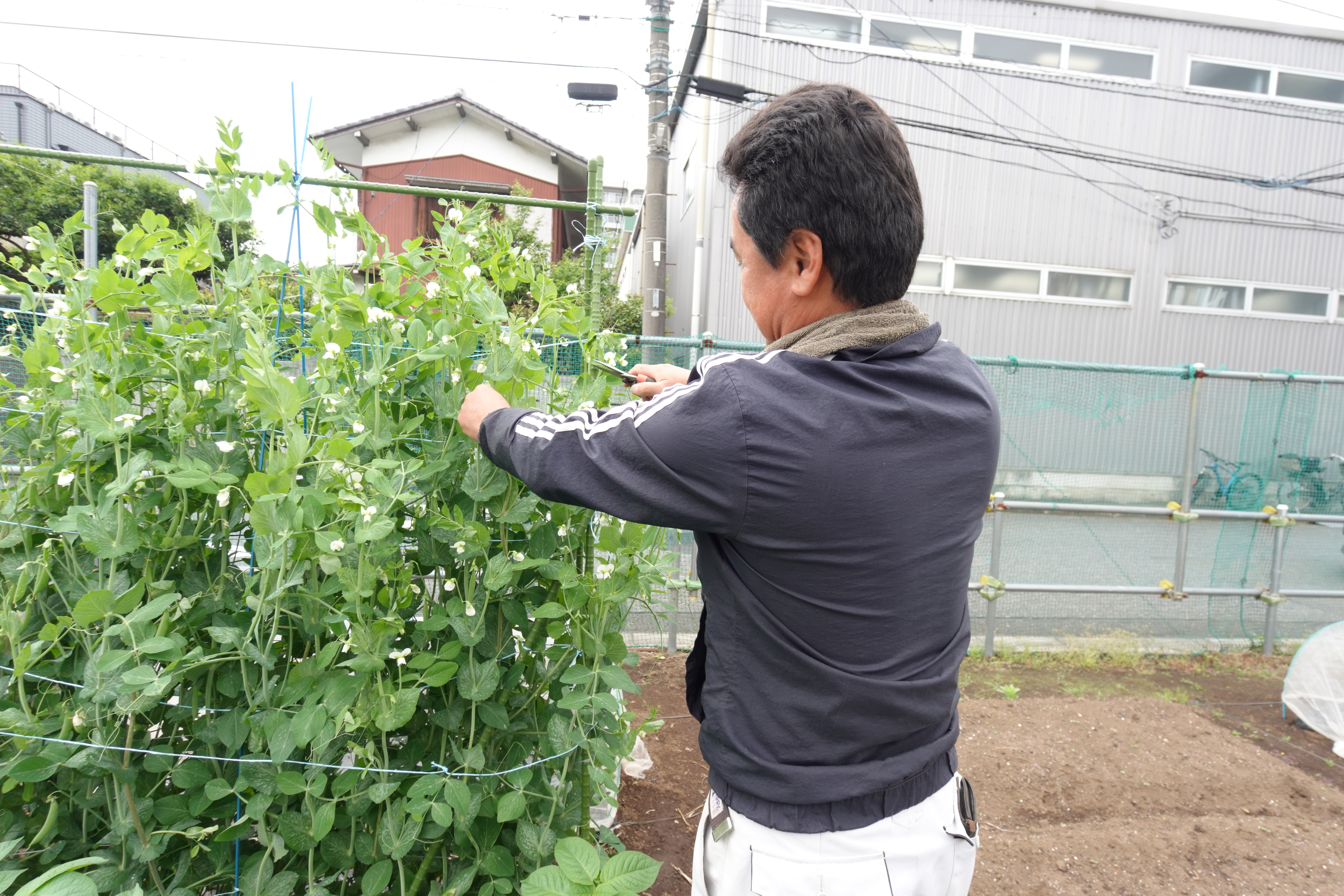 代表者 畑のダット